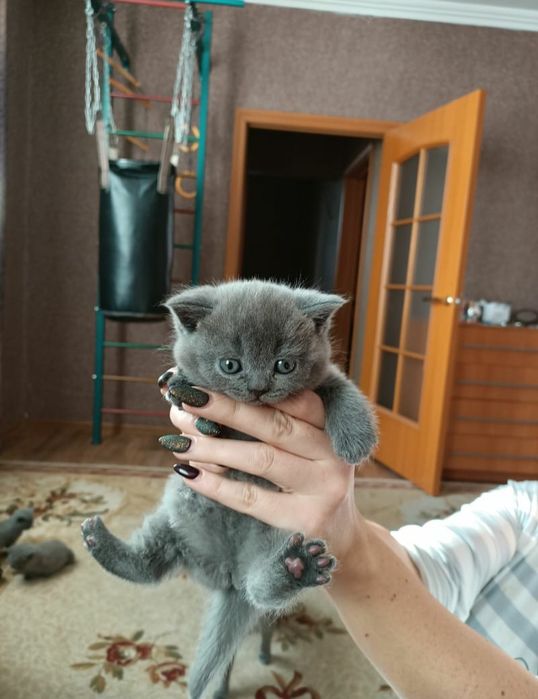 Британчики Голубого Окраса.