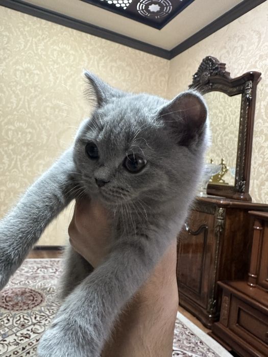 Kichkina jinsiy olatni bilan jinsiy aloqa pozitsiyalari