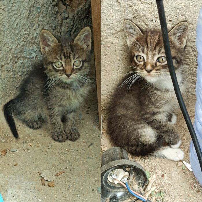 Отдаю котят, даром!