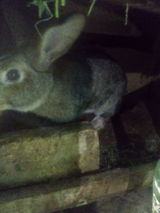 Quyon boʻgʻoz sotiladi