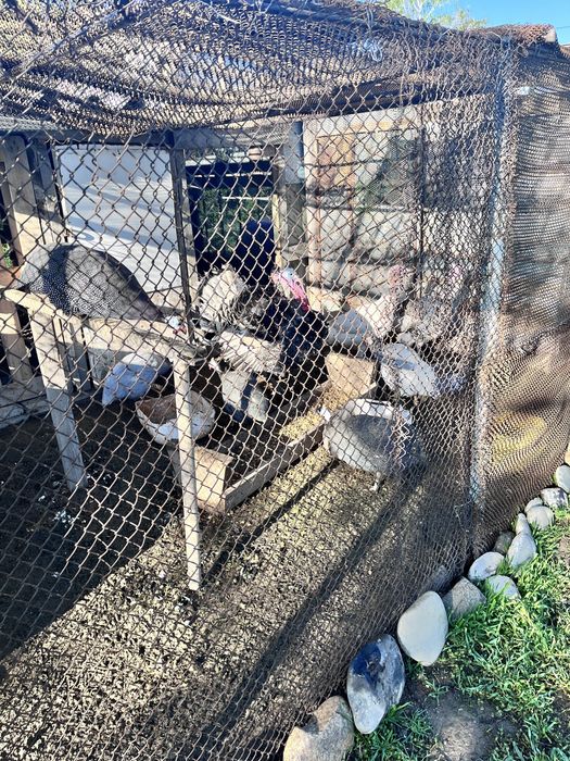 Продается цесарки