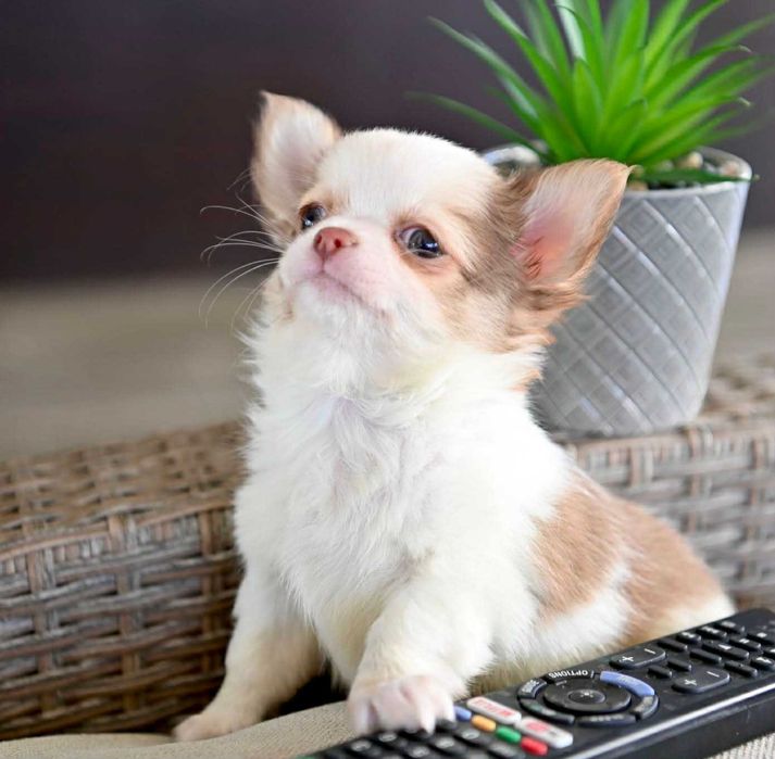 Мъжко дългокосместо мини чихуахуа