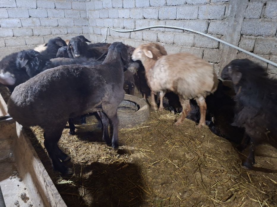 Қошқар тоқты баран