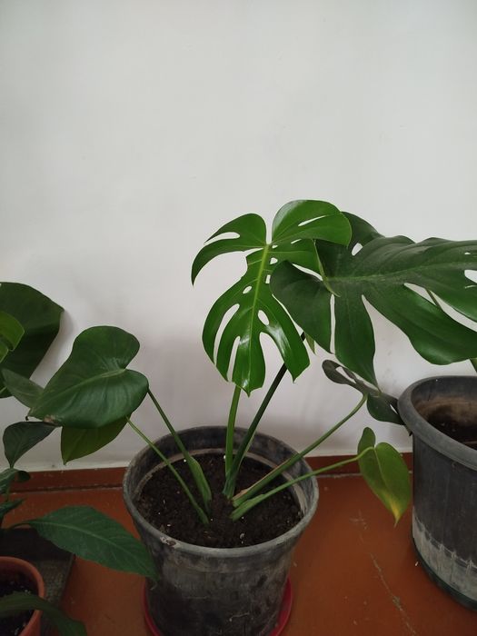 Растения комнатные