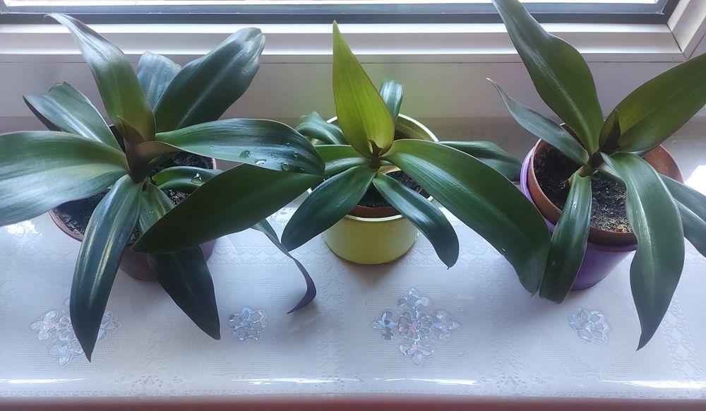 Продаются комнатные цветы