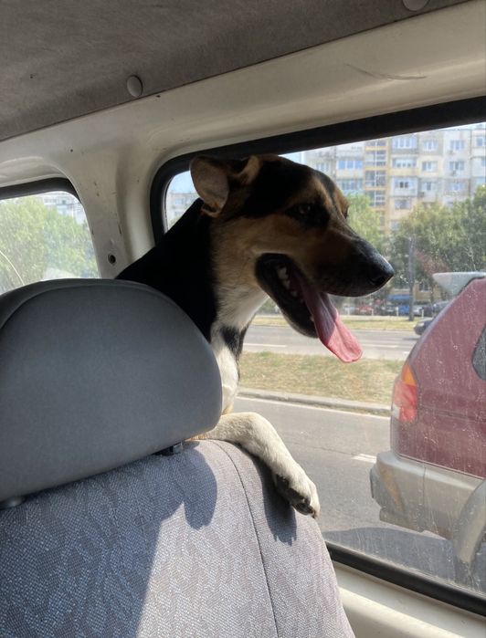 СПЕШНО - куче в нужда от дом