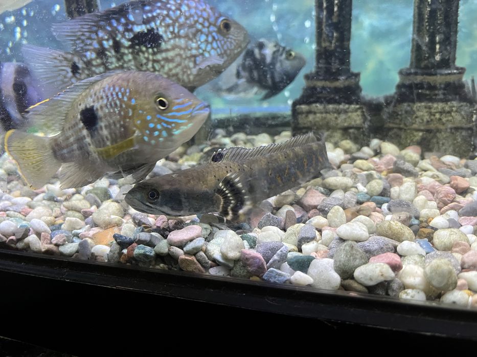 Цихлиды, Америка