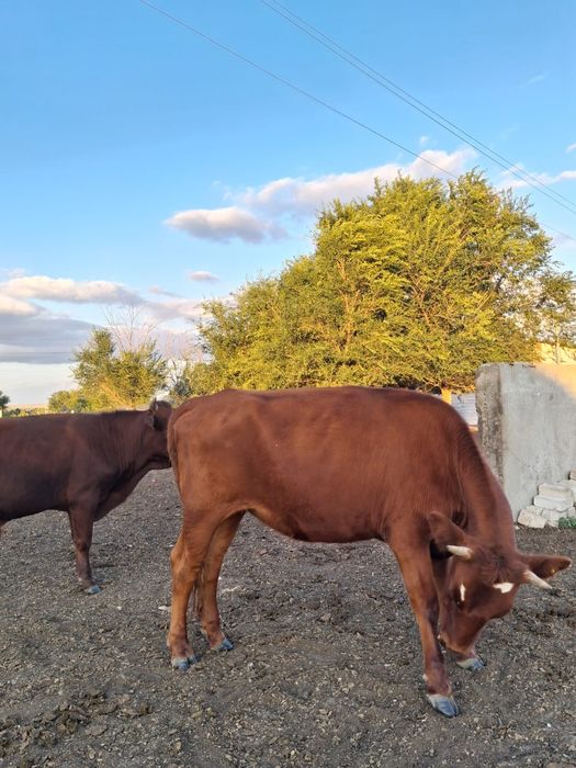 Продам молодняк 17 голов
