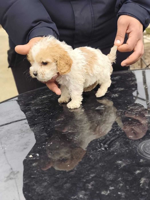 Майка, кокер+лагото. Баща,английски кокер