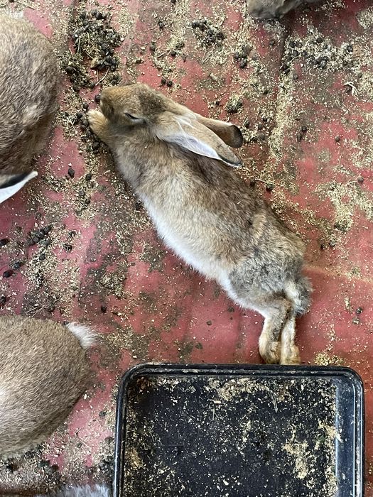 Iepuri metisi de 6 luni, 1,5–2 kg, 100 lei bucata