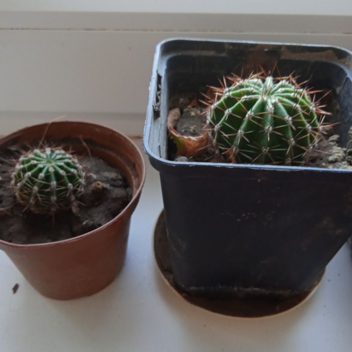 Домашние цветы кактус