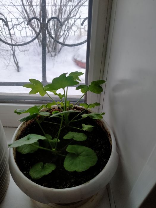 Продам комнатные растения.