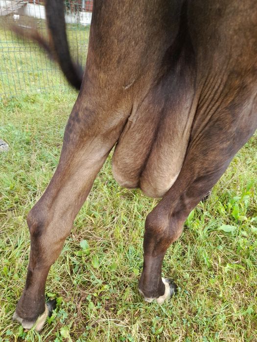 Vaca buna de lapte!
