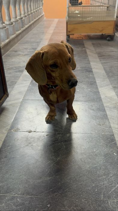 Такса ищет подругу. Вязка