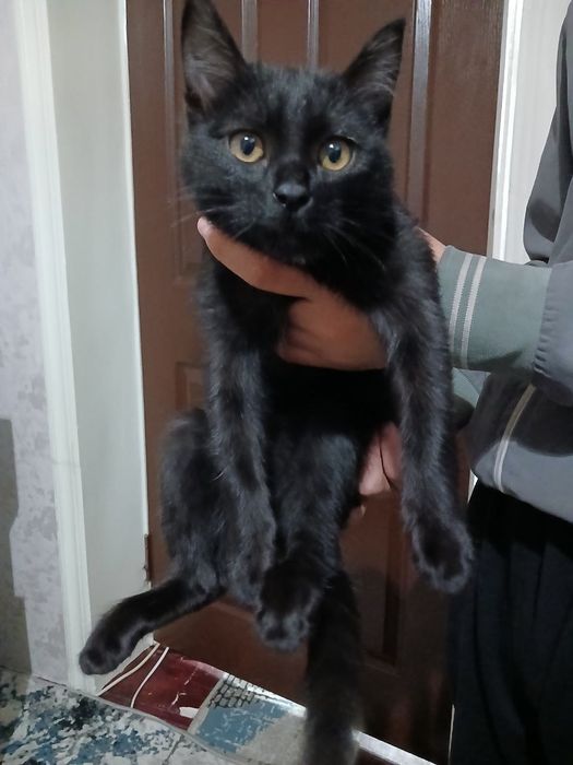 Мушук текинга бераман