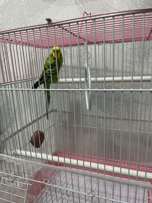 Продается волнистый попугай самец