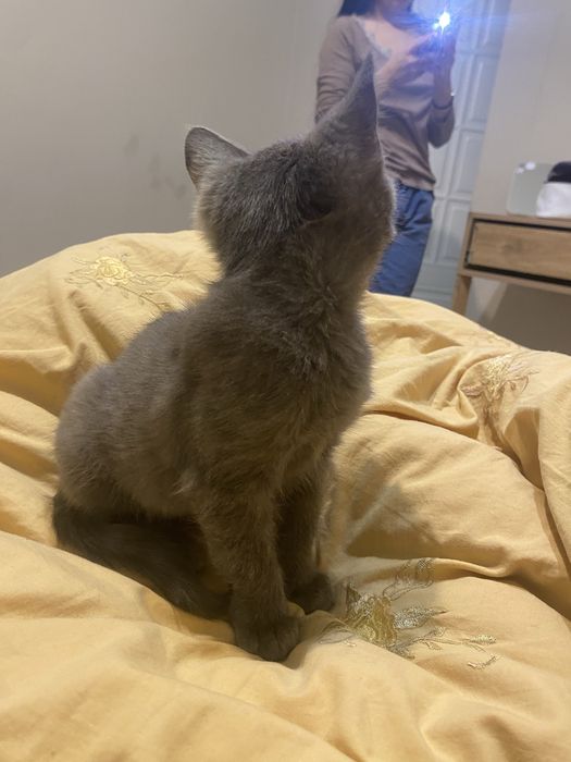 Котенок мальчик отдалим в добрые руки