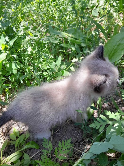 Отдаю котёнка бесплатно