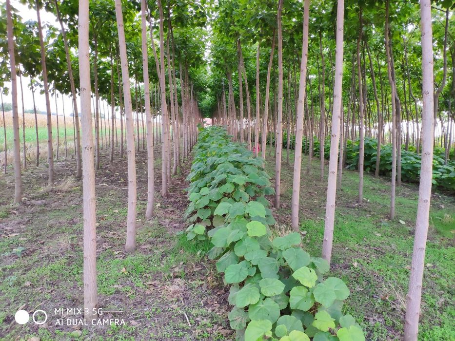 Puieți de paulownia