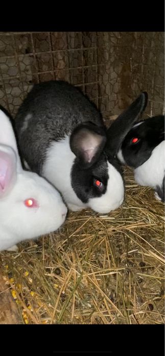 Vand iepuri hycole francez si urias german