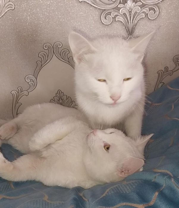 Отдам даром        .
