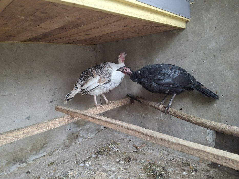 Продаются индюки