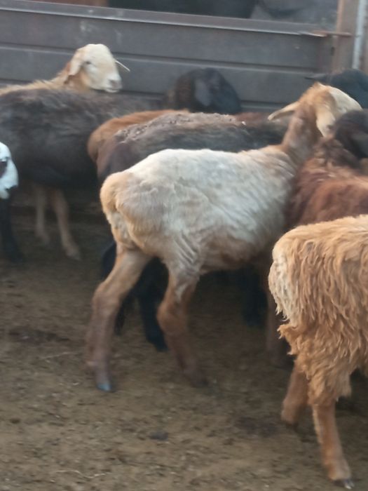 Продам баранов этого года