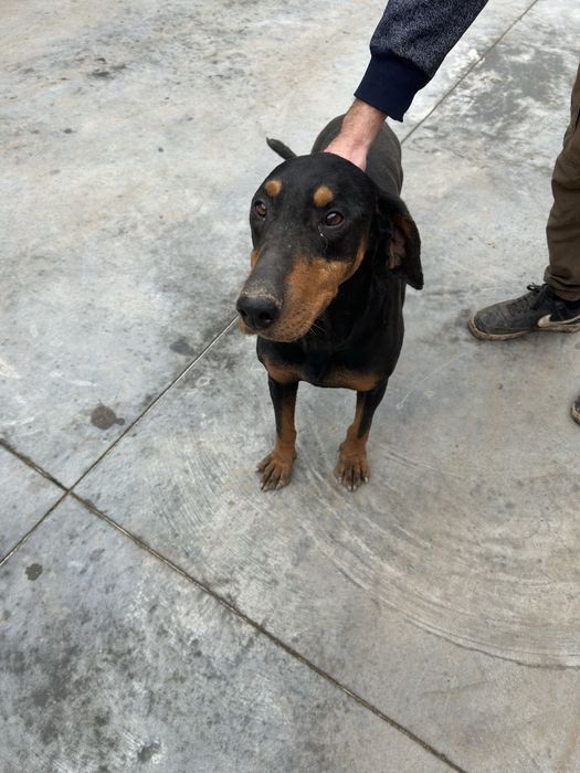 Vand/schimb femela copoi ardelenesc