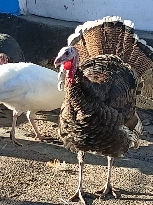Продам   самец   индюка