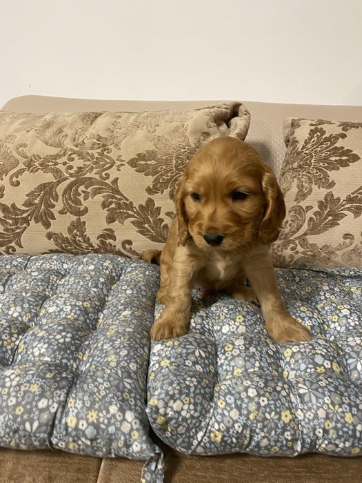 Cocker Spaniel baiat