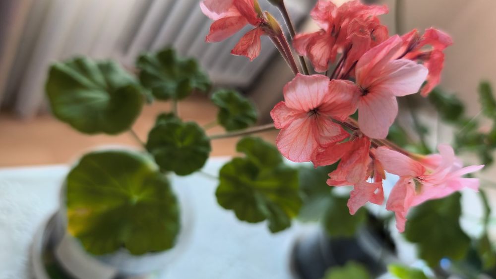 Продаются домашние цветы