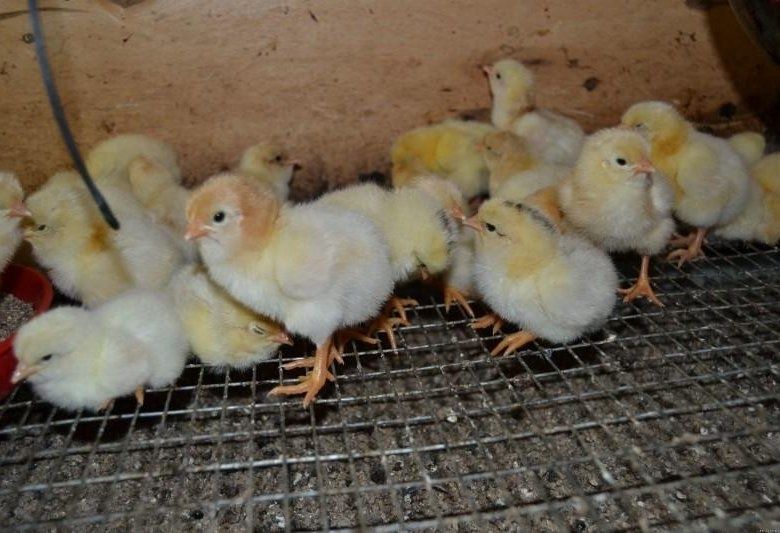 Суточные цыплята Ломан Браун