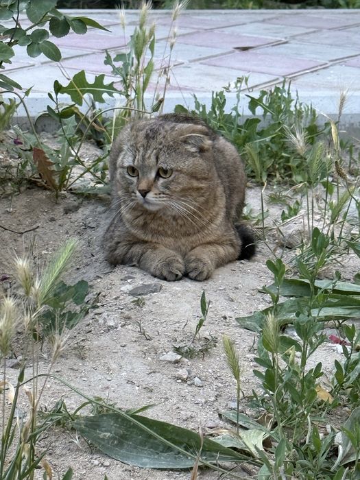 Кот очень красивый