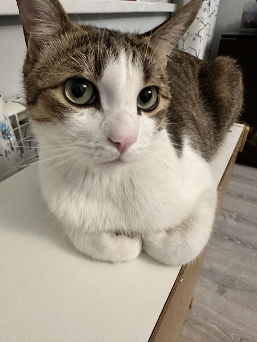 Отдам кота в добрые руки бесплатно