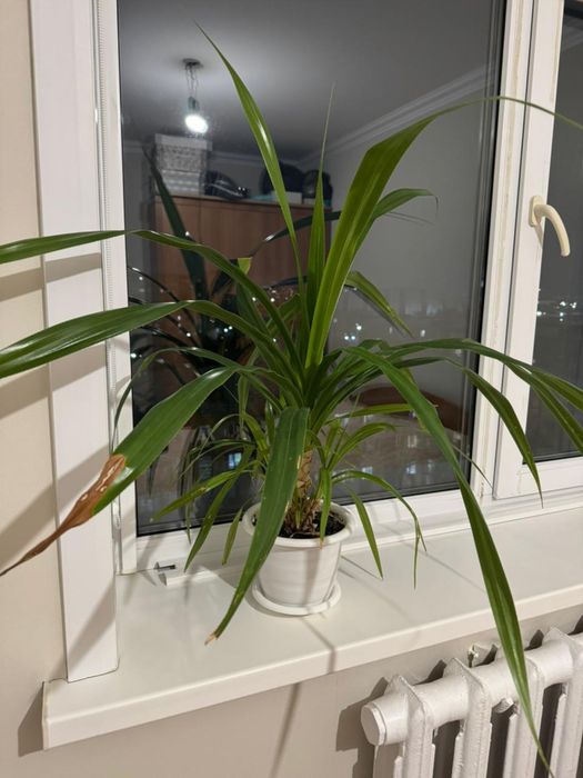 Отдам растение бесплатно