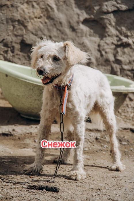 Дарю в добрые и ответственные руки