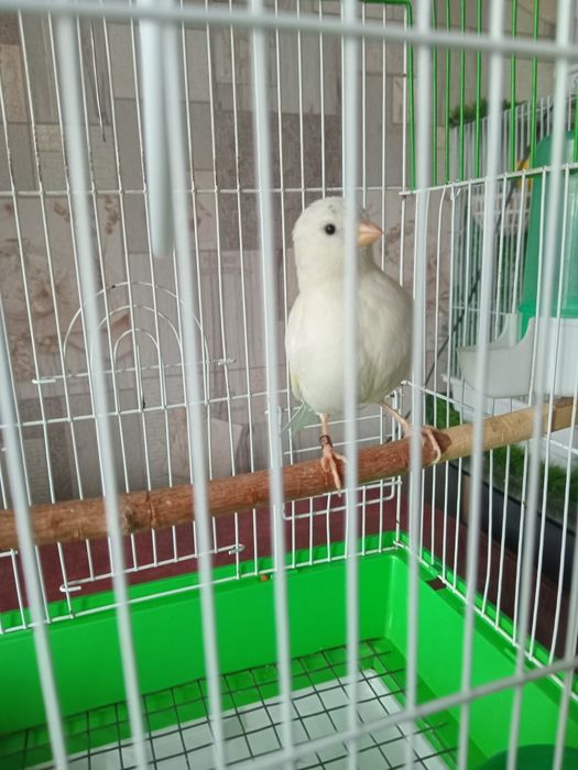 Кенарь,  Файф/Фенеси.