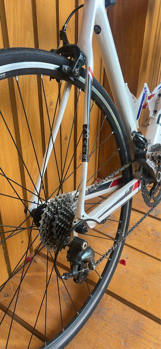 Cirsiera carbon Boardman