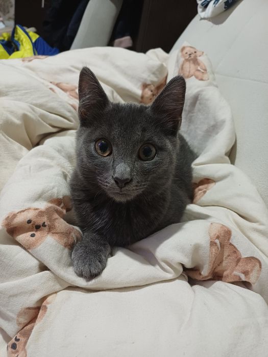 Котята( котики)ищу дом и родителей