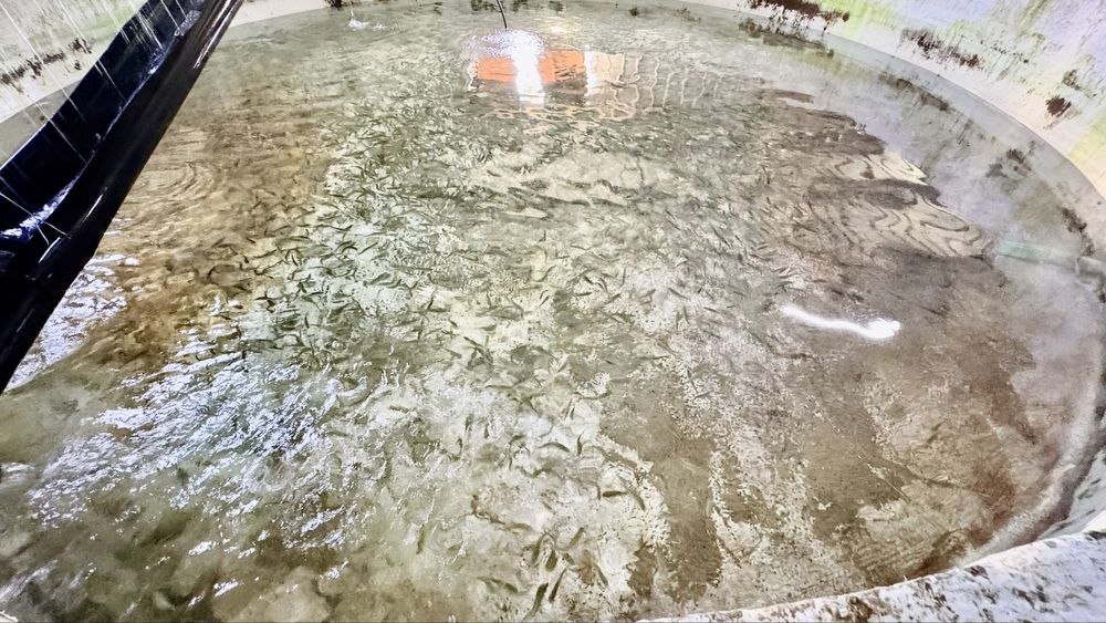 Яблоневый сад 51га