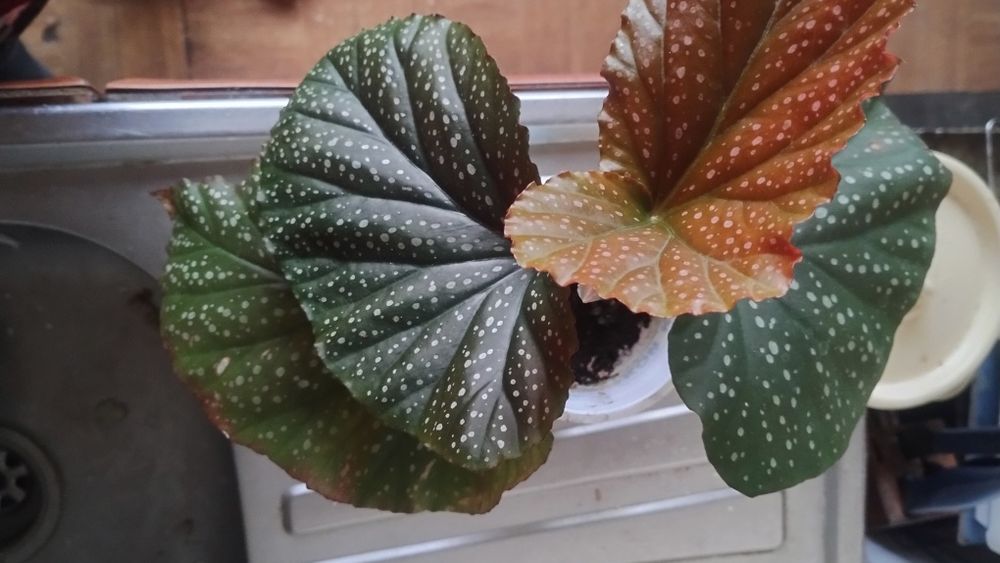 Кралска бегония два броя