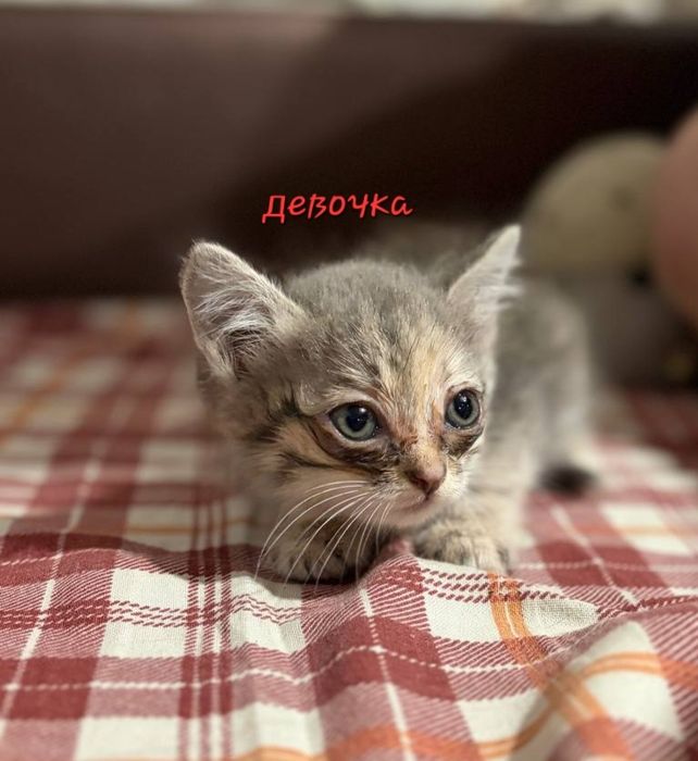 Отдаем котят в хорошие руки