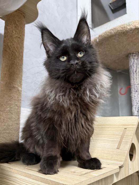 шикарные котята мейнкуны