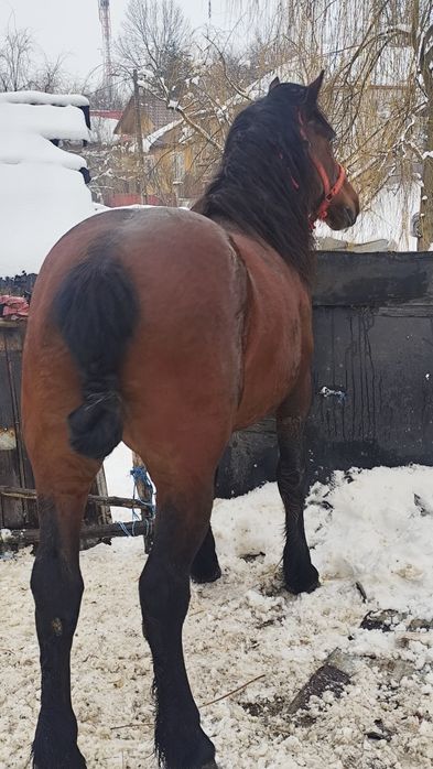 De vânzare armăsar de șase ani foarte blând e cuminte