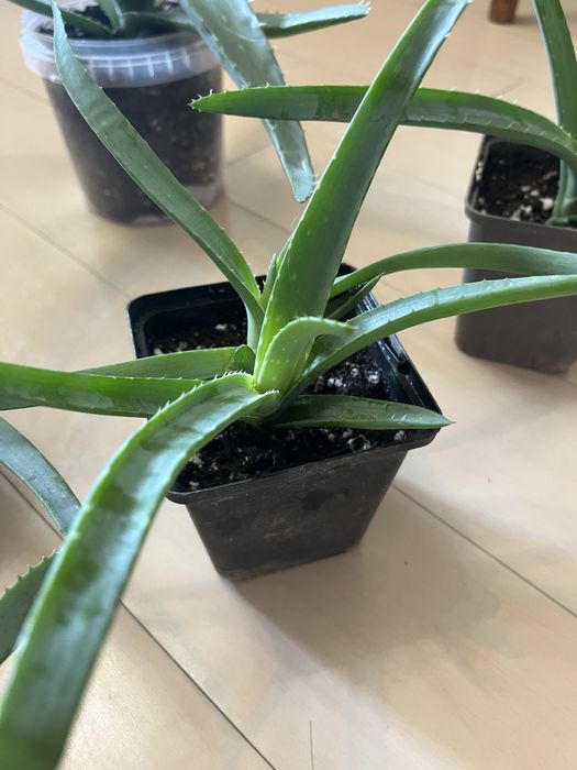 Цветы комнатные от 500т