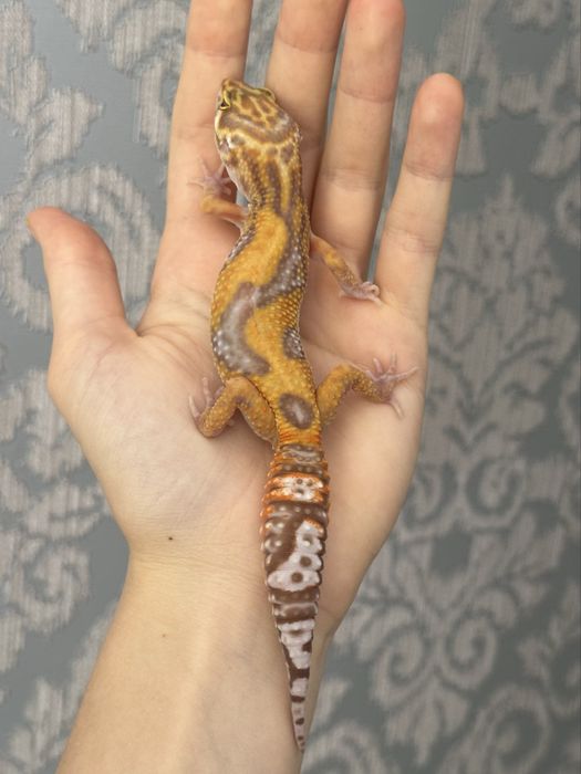 Молодая самка эублефара