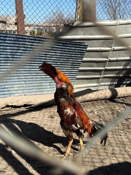 Продам дакан  находится в Алматинский область