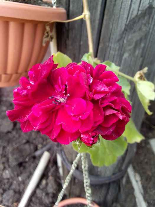 герань плющелистная с бутонами