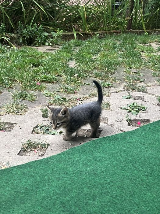 ПОДАРЯВАМ 3 мъжки котета
