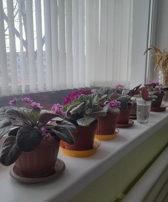 Фиалки в горшочках